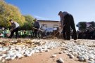 Èxit de la Festa de la Mongeta del Ganxet