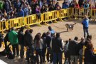 Sant Quirze acull la Festa dels Animals