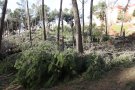 Protecció Civil desactiva l'alerta del Ventcat un cop finalitzat l'episodi de fortes ventades
