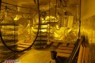 Cinc detinguts per cultivar 1.000 plantes de marihuana en una casa de Mediona