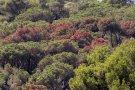 Agricultura destina 200.000 euros a combatre la plaga del Tomicus als pins del Maresme i el Vallès Oriental