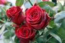 Llibres i roses prenen els carrers per Sant Jordi