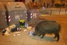 Terrassa impulsa una campanya per sensibilitzar la ciutadania sobre la presència de porcs senglars en zones urbanes