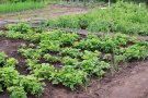 Sabadell posa a disposició d'agricultors professionals 45 hectàrees d'horta municipal