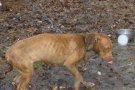 La Fundació Daina i els Mossos rescaten 39 gossos d'un caçador abandonats i desnodrits al Vallès Occidental