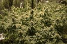 Detenen un home per cultivar més de 700 plantes de marihuana en una casa de Rofes (Anoia)
