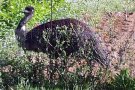 Un emú apareix corrent pels carrers de Sant Cugat