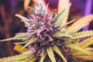 La Guàrdia Civil intervé a Catalunya 2.700 quilos de marihuana