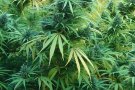 Desarticulada una organització que cultivava marihuana a València i Rubí per distribuir-la a Holanda i Dinamarca