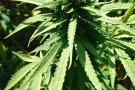 Els Mossos detenen dues persones i desmantellen una plantació de marihuana a Cerdanyola del Vallès
