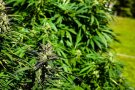 Desarticulada una organització internacional acusada d'enviar marihuana amagada en palets de begudes