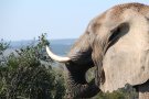 La Guàrdia Civil intervé a Sabadell dos ullals d'elefant que es venien per internet per 5.000 euros