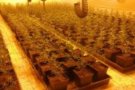 La Policia Local de Vilanova del Vallès localitza una nau amb més de mil plantes de marihuana