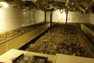 La Policia Local col·labora amb la Policia Nacional en el desmantellament d’una plantació de marihuana al polígon de Can Castells de Canovelles