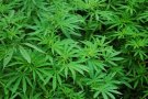 Desmantellen una nau industrial a Canovelles on s'ocultava una fàbrica de marihuana