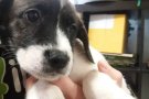 La crisi Coronavirus alerta sobre la vulnerabilitat del servei de recollida d’animals abandonats
