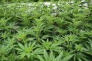 Desarticuladaa una organització criminal que cultivava marihuana amb un sistema de control a distància a Granollers