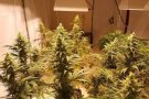 Desmantellen dues naus a Llinars del Vallès amb gairebé 7.000 plantes de marihuana
