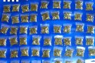 Desarticulada una organització criminal de producció de marihuana a Terrassa