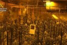 La Guàrdia Civil desmantella quatre plantacions de marihuana a la província de Barcelona i deté sis persones