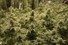 La Policia Local de Bigues i Riells desmantella una plantació de marihuana