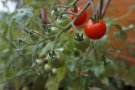 La 8a edició del Premi Escola Agricultura i Alimentació Ecològica ja té guanyador