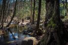 S'anuncien noves mesures per regular els accessos al Parc Natural del Montseny i al de Sant Llorenç del Munt i l'Obac