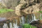 Plaga de l'insecte bernat marró marbrejat a Bigues i Riells