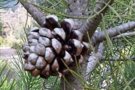 Requisen 14 tones de pinyes recollides de manera furtiva al Parc del Montnegre i el Corredor