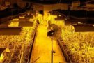 Desarticulat un grup criminal al Tarragonès dedicat al cultiu interior de marihuana