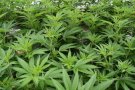 Detingudes dues persones a Terrassa per tenir una plantació de marihuana