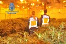 Desmantellada una plantació de marihuana a en una nau industrial de la Roca del Vallès amb més de 60.000 plantes