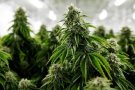 Desmantellen dos pisos de Badia del Vallès on hi havia 145 plantes de marihuana