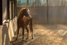 AMPLIACIÓ:La Vall d'Hebron estudia els beneficis de la rehabilitació amb cavalls en infants després d'un tractament per càncer