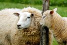 Pena d'un any de presó per maltractament animal als propietaris d'una granja a Lliçà d'Amunt