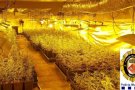 Un detingut en el desmantellament d'una plantació de marihuana amb un miler d'exemplars a Terrassa