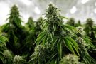 Sis detinguts i gairebé 3.000 plantes de marihuana confiscades en dos operatius a al Vallès Occidental