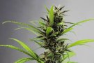 Desarticulats dos clans familiars arrelats a Palau-solità i Plegamans que es dedicaven al cultiu de marihuana