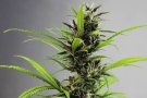 Desmantellen dues plantacions de marihuana en dos habitatges ocupats a Terrassa
