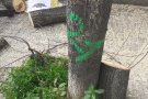 Comença la tasca de renovació de l'arbrat del municipi de Caldes de Montbui