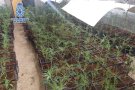 Desmantellades tres plantacions de marihuana en una setmana al Vallès Occidental