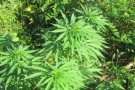Desmantellada una plantació de marihuana en un habitatge ocupat a Sentmenat