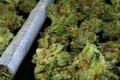 Desmantellen a Sabadell una plantació amb prop d'un miler de plantes de marihuana