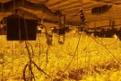 La policia de Polinyà troba en una nau més de 790 plantes de marihuana i 80 kg de cabdells decomissats