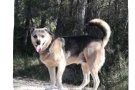 S'ha perdut un gos a Montcada i Reixac, es demana col·laboració per trobar-lo
