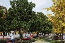 El passeig de la Plaça Major de Sabadell serà d'un total de 600 metres quadrats de zona verda amb una pantalla d'aigua amb brolladors