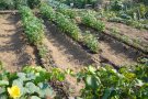 Diferents grups de consum agroecològic de Granollers s’han trobat a l’hort de La Magrana