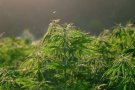 Quatre detinguts a Polinyà i Castellar del Vallès en dues operacions contra el cultiu de marihuana