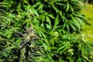 Desmantellada una plantació de marihuana amb 289 plantes en un garatge de Vacarisses