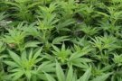 Desarticulada una xarxa d´el,laboració i distribució de marihuana,cocaïna i heroïna a Barbera del Vallès